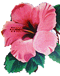 hibiscus-trans.gif